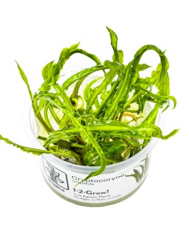 Cryptocoryne crispatula - Plant It!